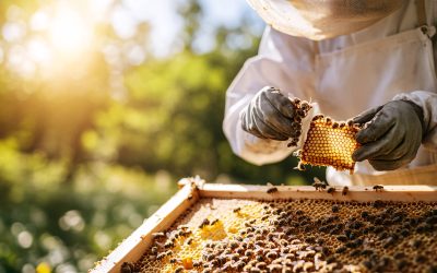 Beekeeping for Beginners